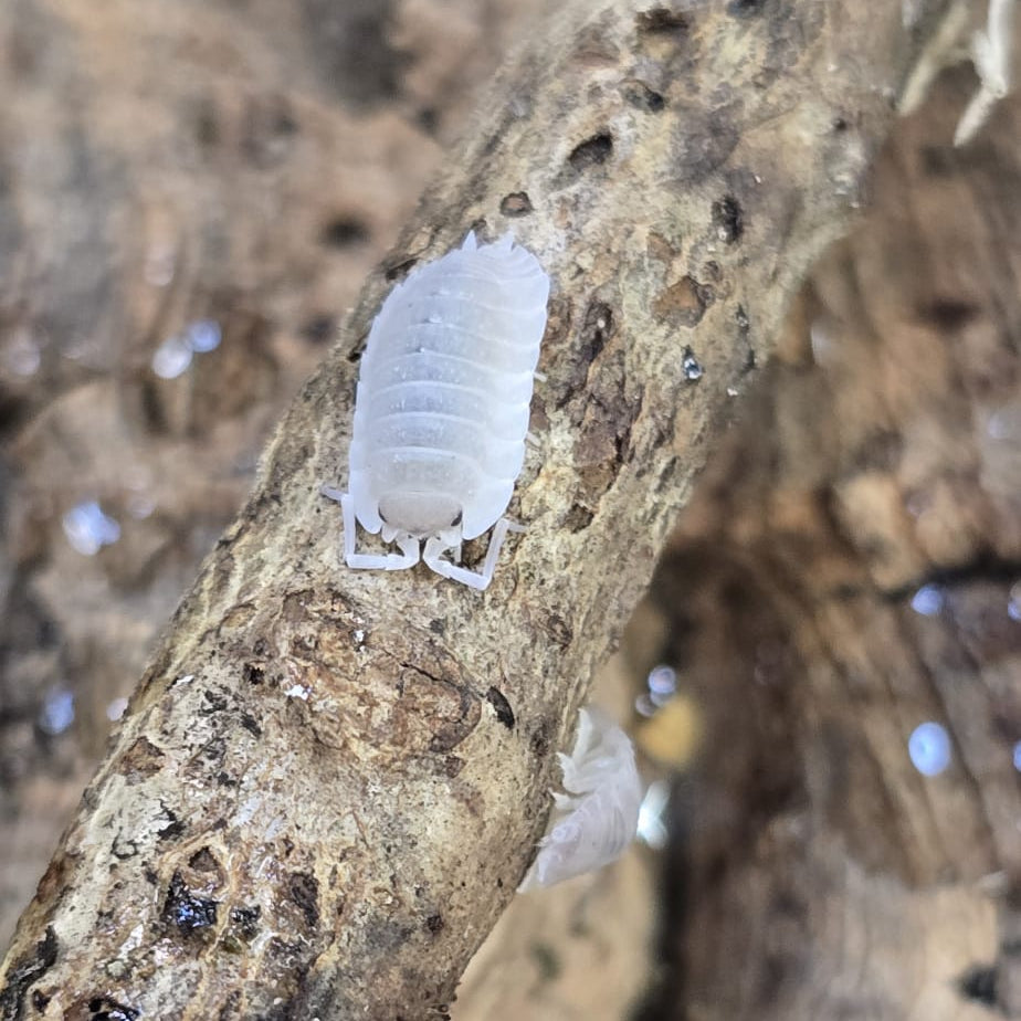 Porcellio Baeticensis Violet Isopods