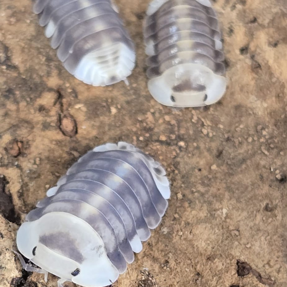 White Ducky Isopods (Cubaris sp. “White Ducky”)
