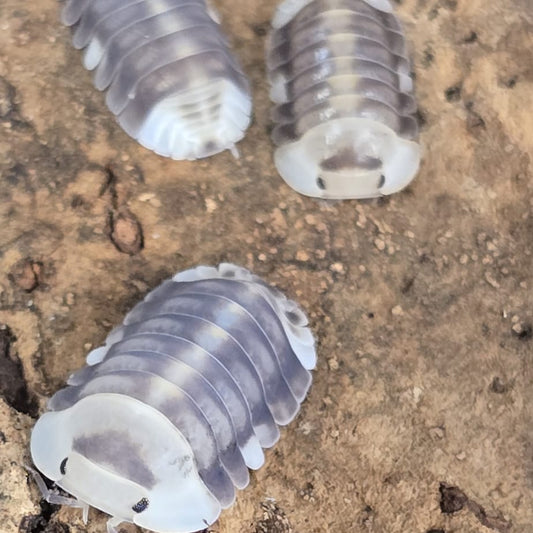 White Ducky Isopods (Cubaris sp. “White Ducky”)