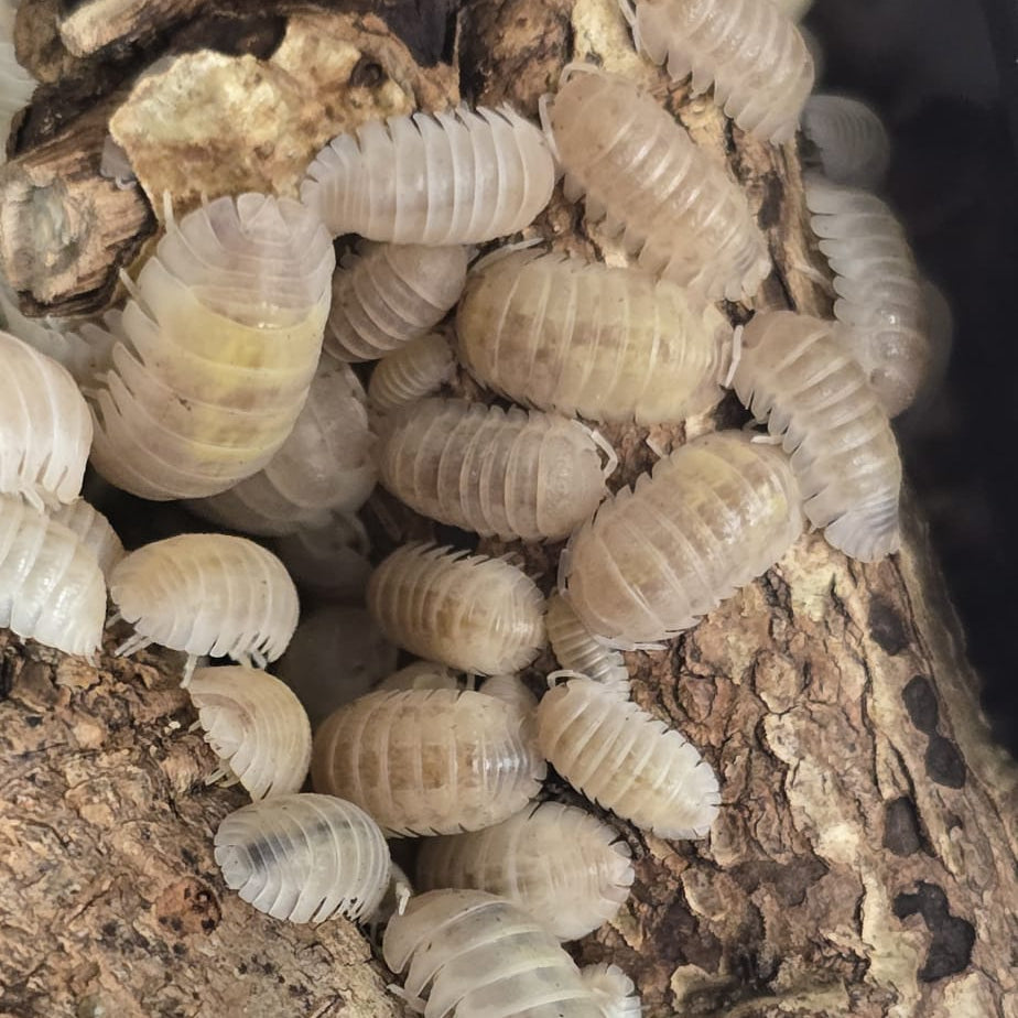 Armadillidium granulatum “White Pearl” Isopods