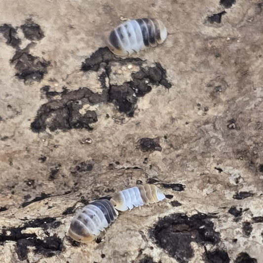 White Shark Isopods (Cubaris sp.)