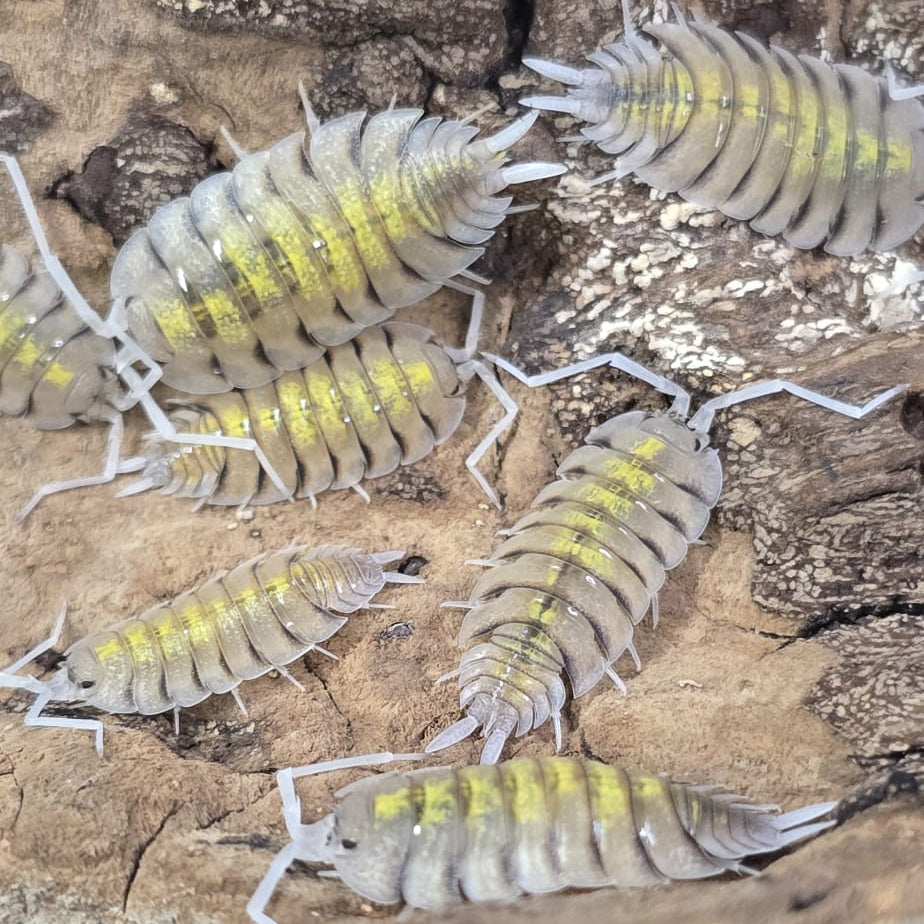Bolivari Yellow Ghost