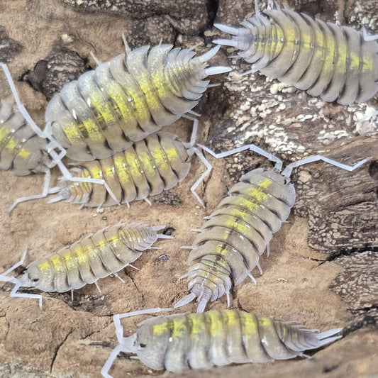 Bolivari Yellow Ghost