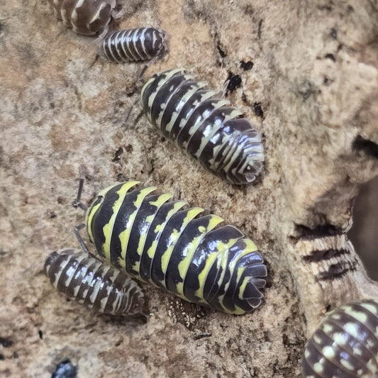 Yellow Zebra Isopod (Armadillidium maculatum “Yellow Zebra”)
