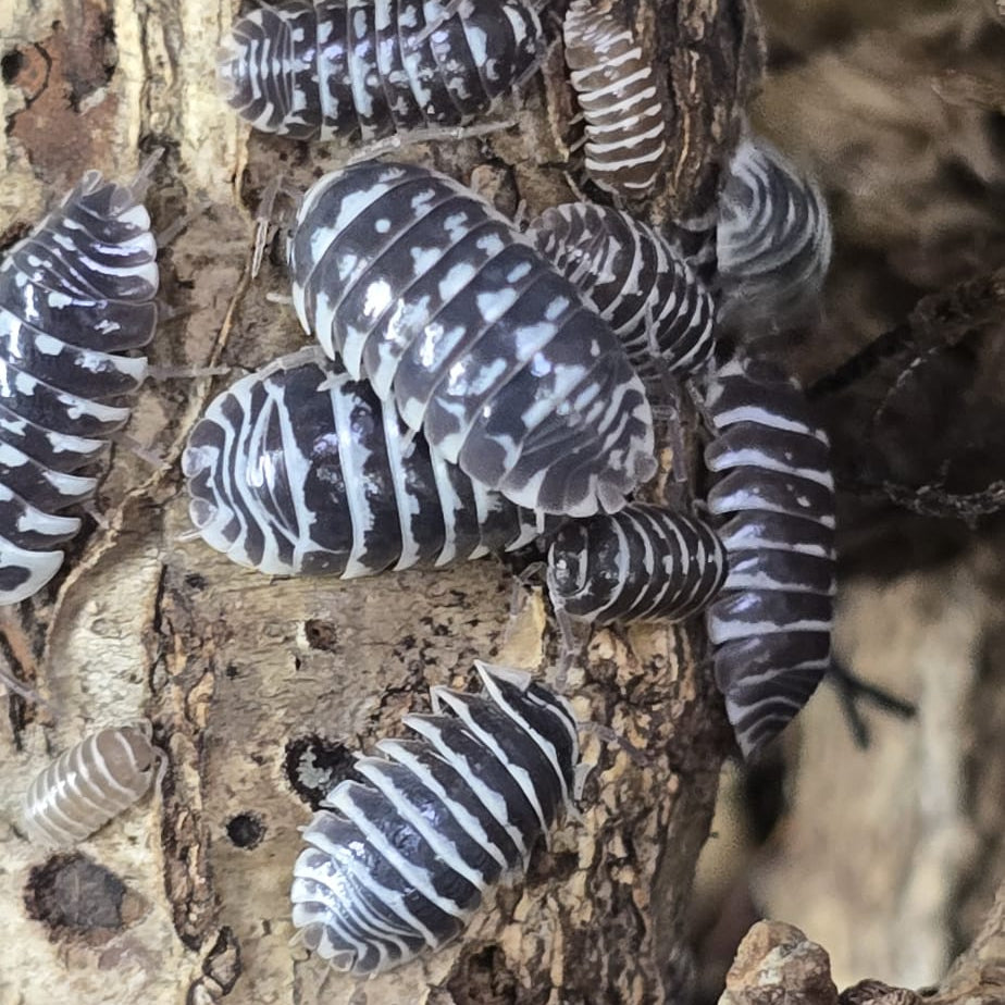 Zebra Isopods (Armadillidium maculatum